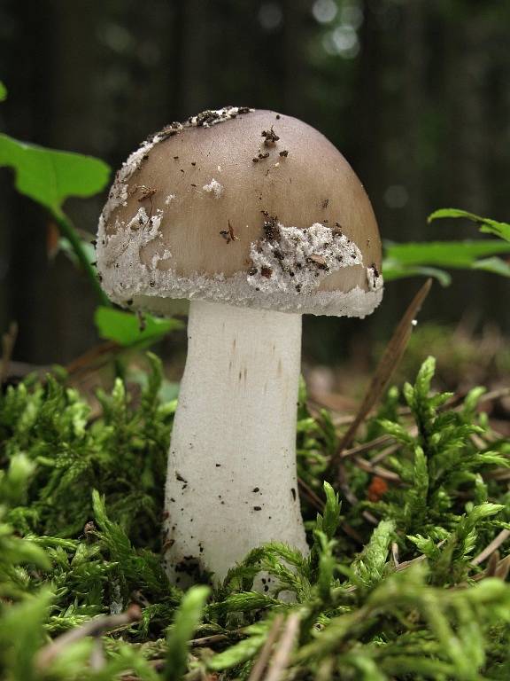 Muchomůrka šedivka – Amanita spissa 