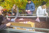Nasavrcká Kaštanka v sobotu ožila jarmarkem s kulturním programem. Lidé mezi spadanými listy hledali i plody, které k podzimu patří.