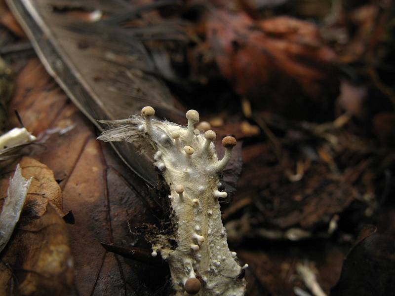  Kaziroh ovčí (Onygena corvina).