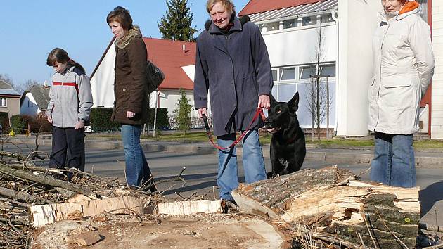 Z vykácených topolů zbyly na říčním břehu jen pařezy.