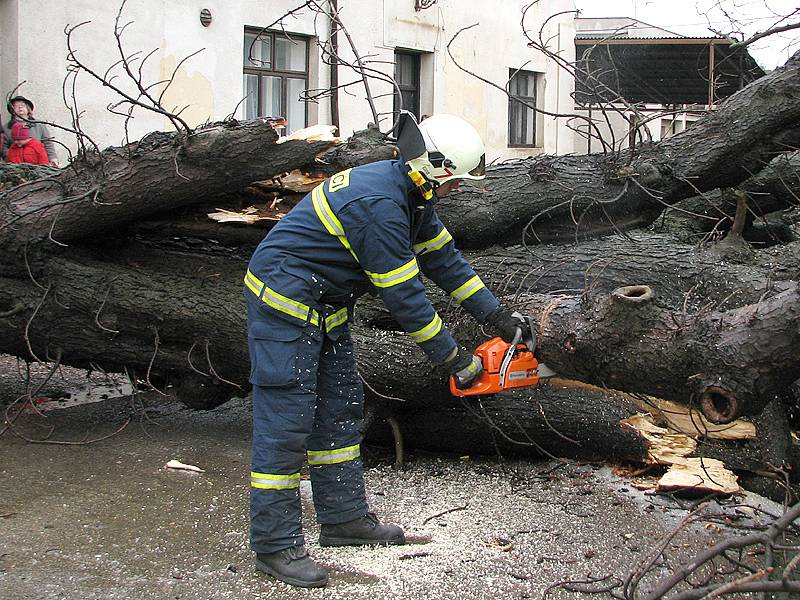 Hasiči odklízeli spadlý památný strom v Sobětuchách.