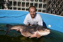 Třicet pět kilogramů a sto třicet centimetrů měl tolstolobik rybáře Petra Rulíka z Prachovic.