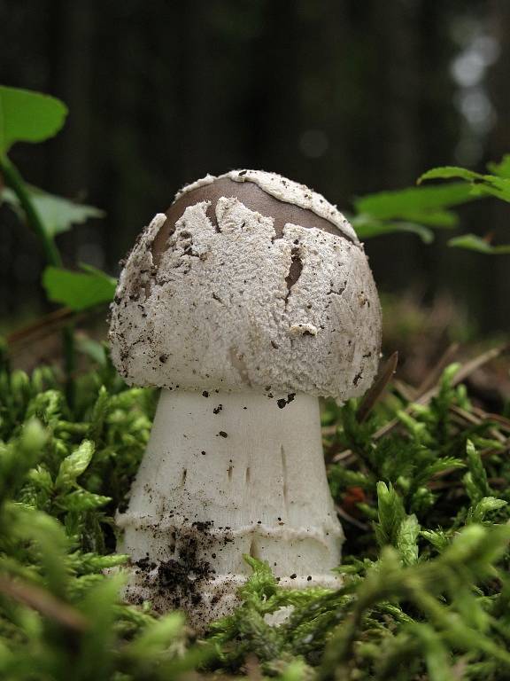 Muchomůrka šedivka – Amanita spissa 