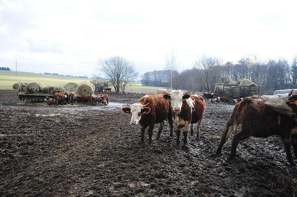 Chrudimský deník | Chov krav ve Ždárci u Seče | fotogalerie
