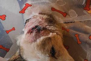 Husky Floki přišel kvůli útoku dvou psů o ucho. Operován byl na klinice v Pardubicích, kde se vyjádřili, že pokud by byl hladkosrstý, nepřežil by.