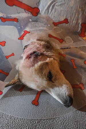 Husky Floki přišel kvůli útoku dvou psů o ucho. Operován byl na klinice v Pardubicích, kde se vyjádřili, že pokud by byl hladkosrstý, nepřežil by.