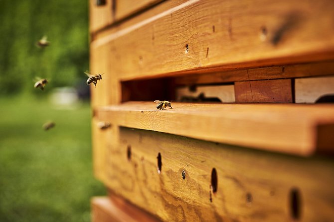 Včely se přítomnosti lidí nebály.