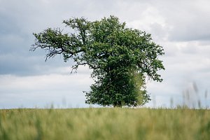 Mrákotínská hruška, Česko.