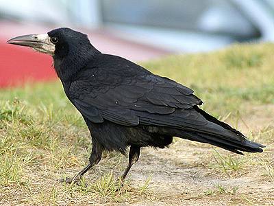 Havran polní (Corvus frugilegus).