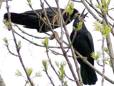 Havran polní (Corvus frugilegus).