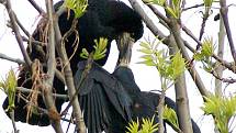 Havran polní (Corvus frugilegus).