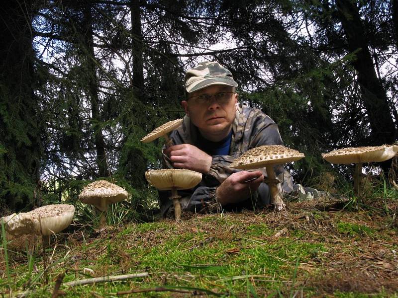 „Kudláček“ v bedlovém ráji. Houby jsou obrovské a zdravé.   