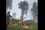 Starostka Honbic na Chrudimsku poráží stromy jako sirky!