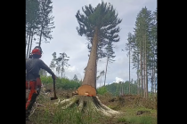 Starostka Honbic na Chrudimsku poráží stromy jako sirky!