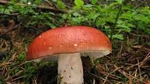 Holubinka jahodová - Russula paludosa (1)