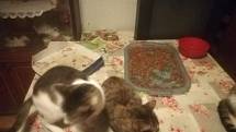 Dvanáct koček osiřelo, Unie práv zvířat pro ně hledá domovy