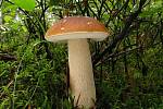 Hřib kovář (Boletus edulis).