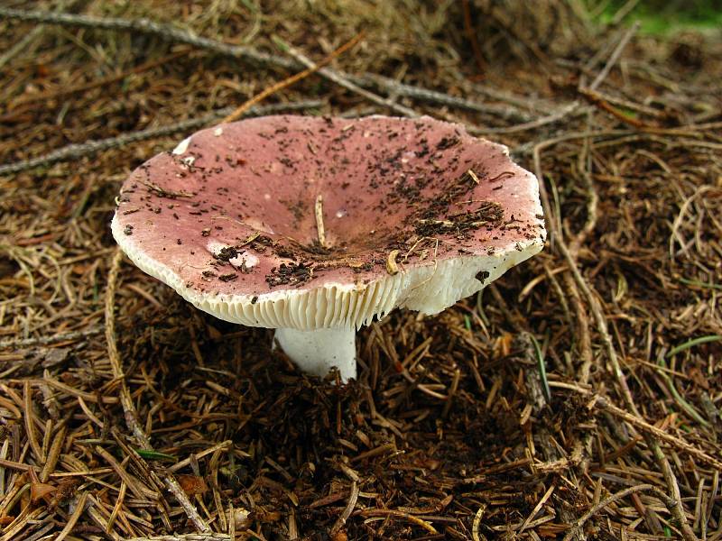 Holubinka mandlová (Russula vesca).