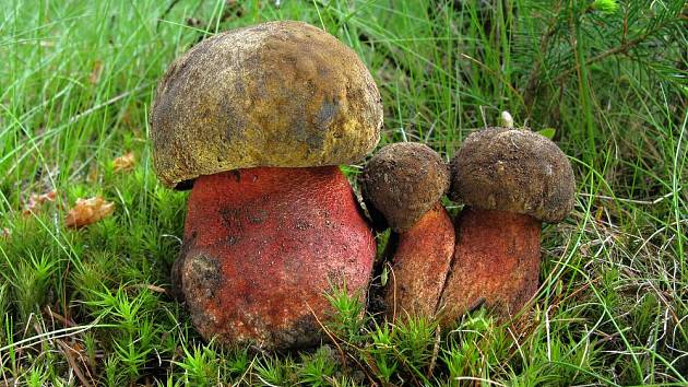 Hřib kovář (boletus erythropus) patří k jedlým druhům hub.