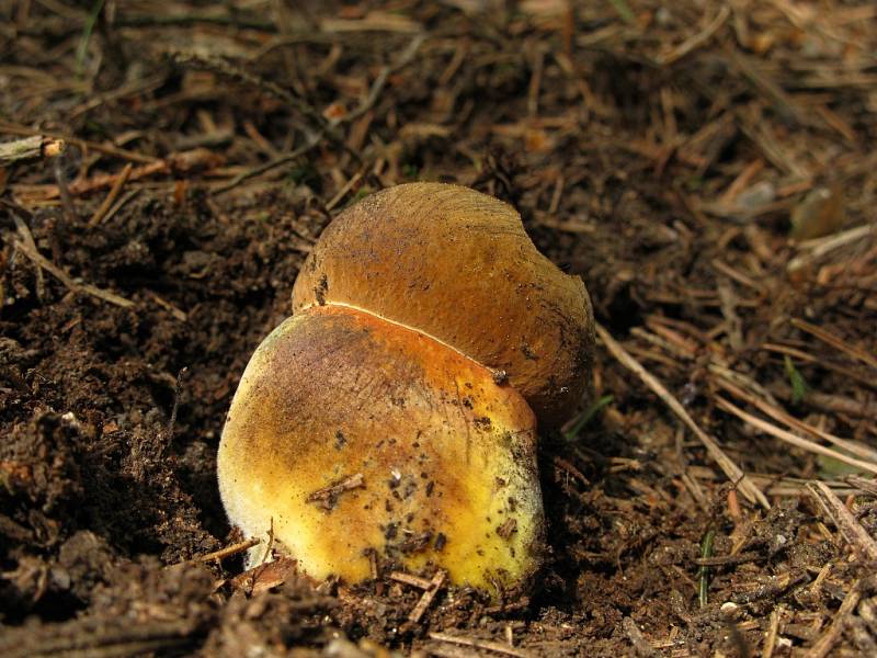 Hřib kovář (Boletus erythropus).