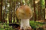 Muchomůrka růžovka (Amanita rubescens).