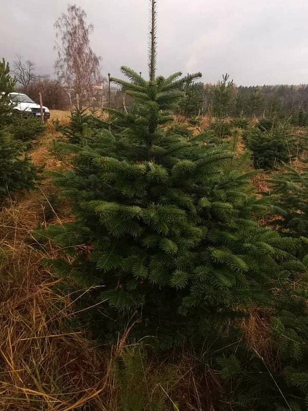 Symboly Vánoc jsou k dostání v hájovnách, na trzích i v soukromých plantážích.