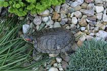 Nalezená želva v Krouně