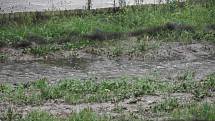 Jímka pod Nasavrckou skládkou během nedělních záplav přetekla, voda z ní pronikla až do Libáňského potoka