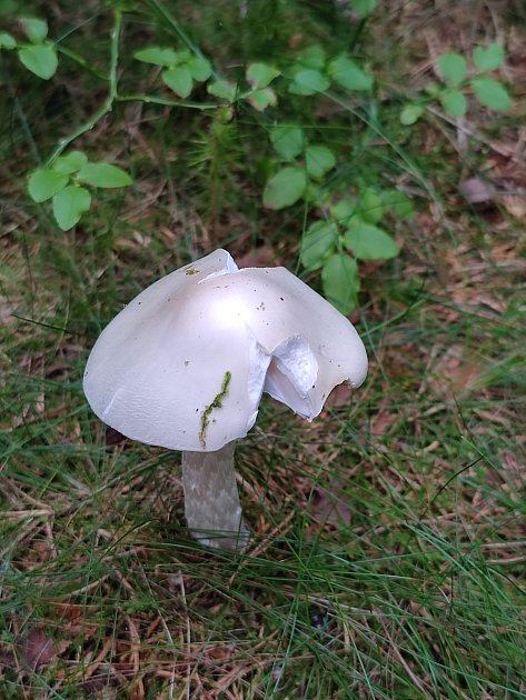 Po třech letech tuto smrtelně jedovatou houbu našel hlinecký znalec hub Jiří Laštůvka Kudláček.