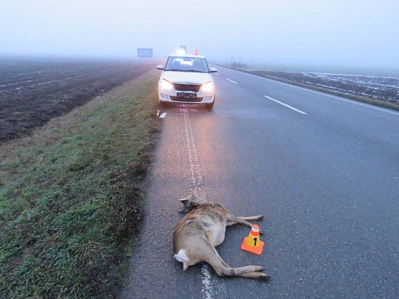 Během uplynulého půlroku došlo v Pardubickém kraji k třem stovkám nehod s účastí lesní zvěře.