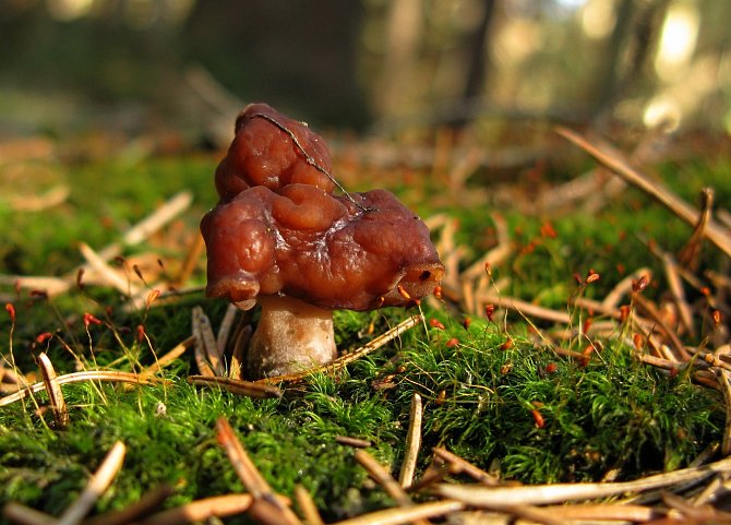 Momentálně v lesích můžete narazit na ucháče obecného. I když podle překladu přímo z latiny je to ucháč jedlý, jedná se o velmi jedovatou houbu.