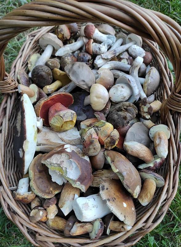 Jiří Laštůvka Kudláček sbírá často houby, které ostatní označují jako "prašivky". Třeba z mlženek připravuje skvělé utopence. Podívejte se do jeho košíku!