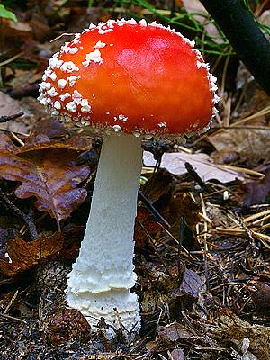 Muchomůrka červená (Amanita muscaria).