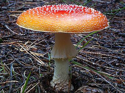 Muchomůrka červená (Amanita muscaria).