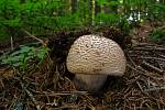 Muchomůrka růžovka "masák" (Amanita rubescens).