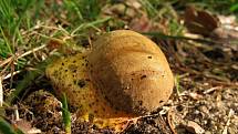 Hřib kovář (Boletus erythropus).