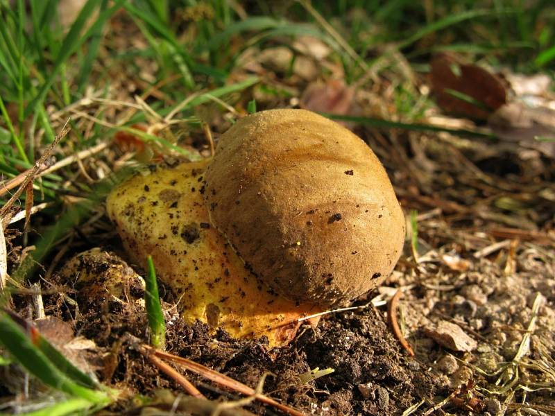 Hřib kovář (Boletus erythropus).