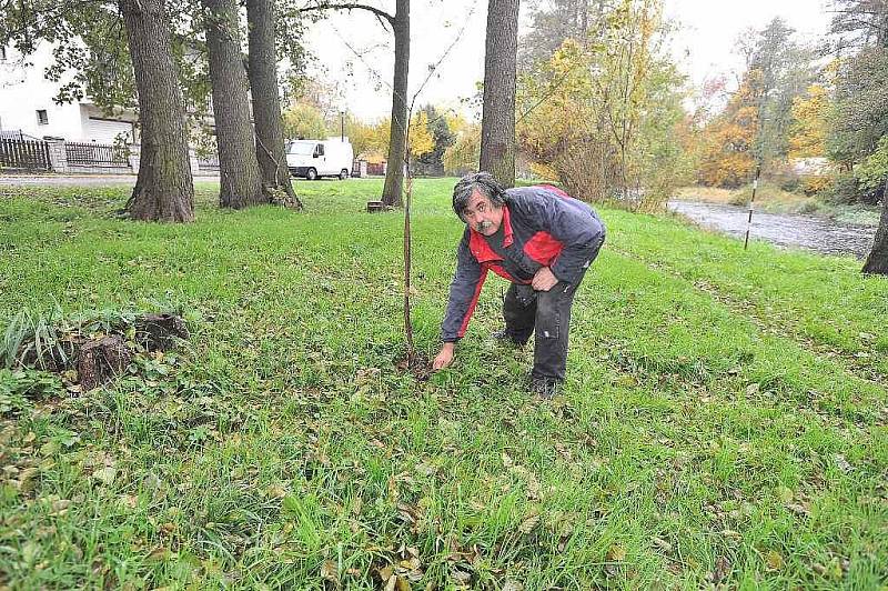 Stromky ce škdovádské Olšince jsou poškozené a pravděpodobně nepřežijí do jara.