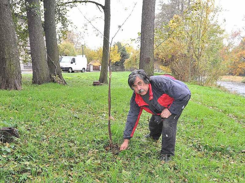 Stromky ce škdovádské Olšince jsou poškozené a pravděpodobně nepřežijí do jara.