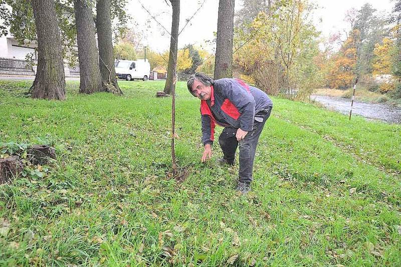 Stromky ce škdovádské Olšince jsou poškozené a pravděpodobně nepřežijí do jara.