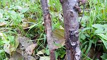Stromky ce škdovádské Olšince jsou poškozené a pravděpodobně nepřežijí do jara.