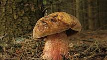 Hřib kovář - Boletus erythropus (1)