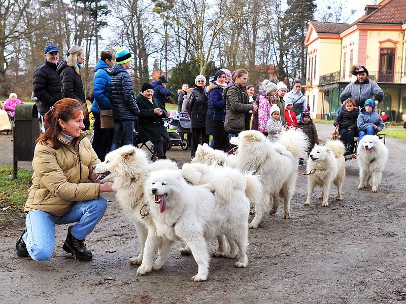 Cestami zámeckého parku kroužila psí spřežení