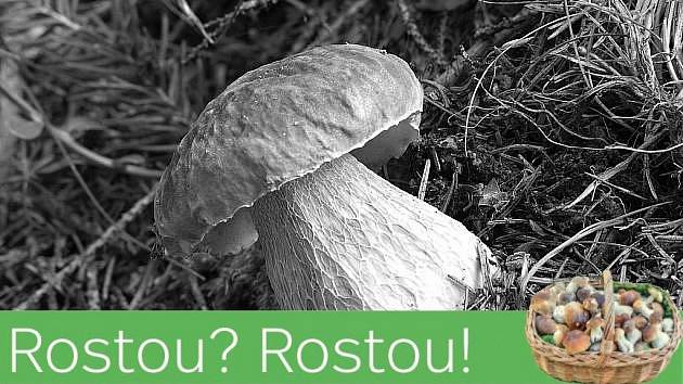 Rostou? Rostou!