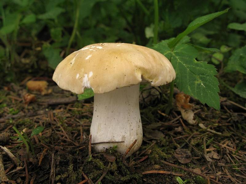 Čirůvka májovka (Calocybe gambosa).