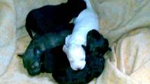 Dne 24.2.2009 se odchycené feně v kotci MP narodilo 5 štěňat. 3 feny a 2 pejsci. Matka je kříženec pudla, otec nejrychlejší pes v obci. Štěňátka budou k odběru v půlce dubna. Budou zdarma a budou mít vyjímku na placení poplatků ze psů (ve Skutči).