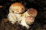 Hřib borový (boletus pinophilus) patří mezi jedlé druhy.