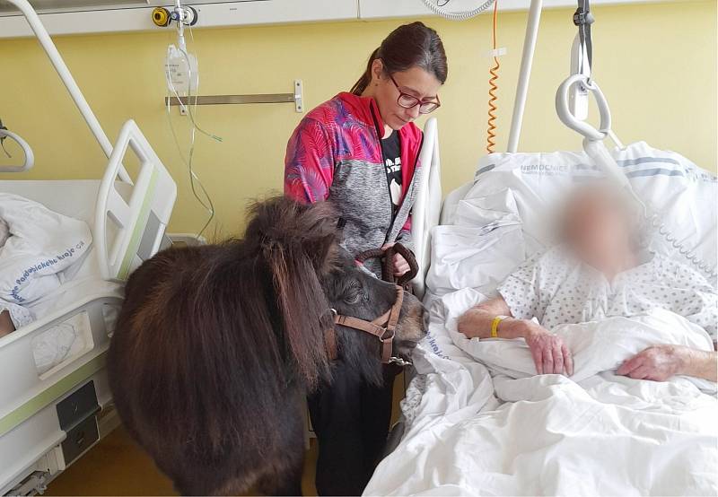 Poníci brzy zavítají do Chrudimské nemocnice znovu společně s dalšími zvířaty