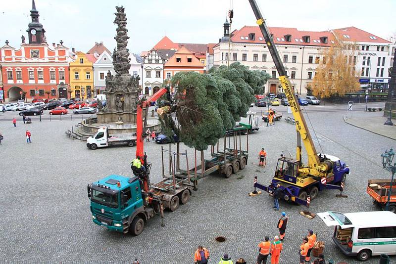 Chrudim bude tentokrát zdobit vánoční jedle