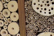 Hmyzí hotel se může stát domovem pro řadu druhů, například berušky nebo včely